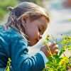 Little Girl Smelling Tiny Yellow Wildflowers